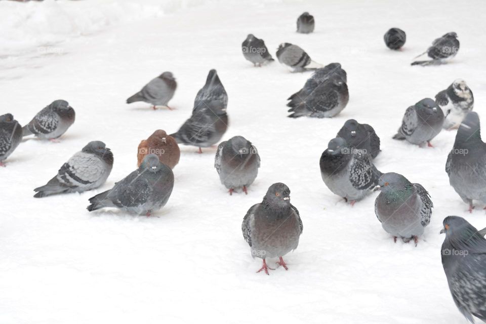 birds dives on the snow street wintering