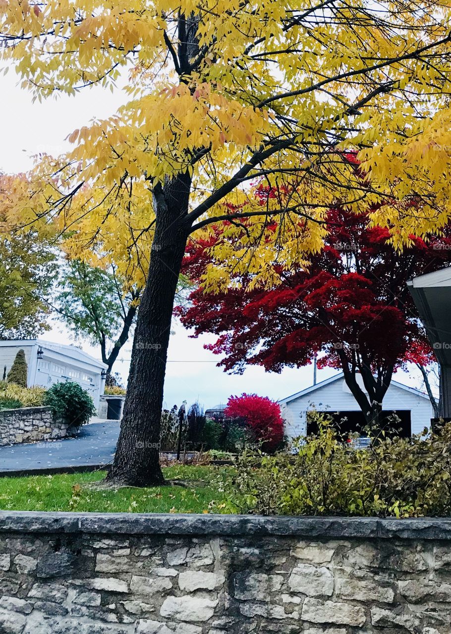 Fall Trees Missouri