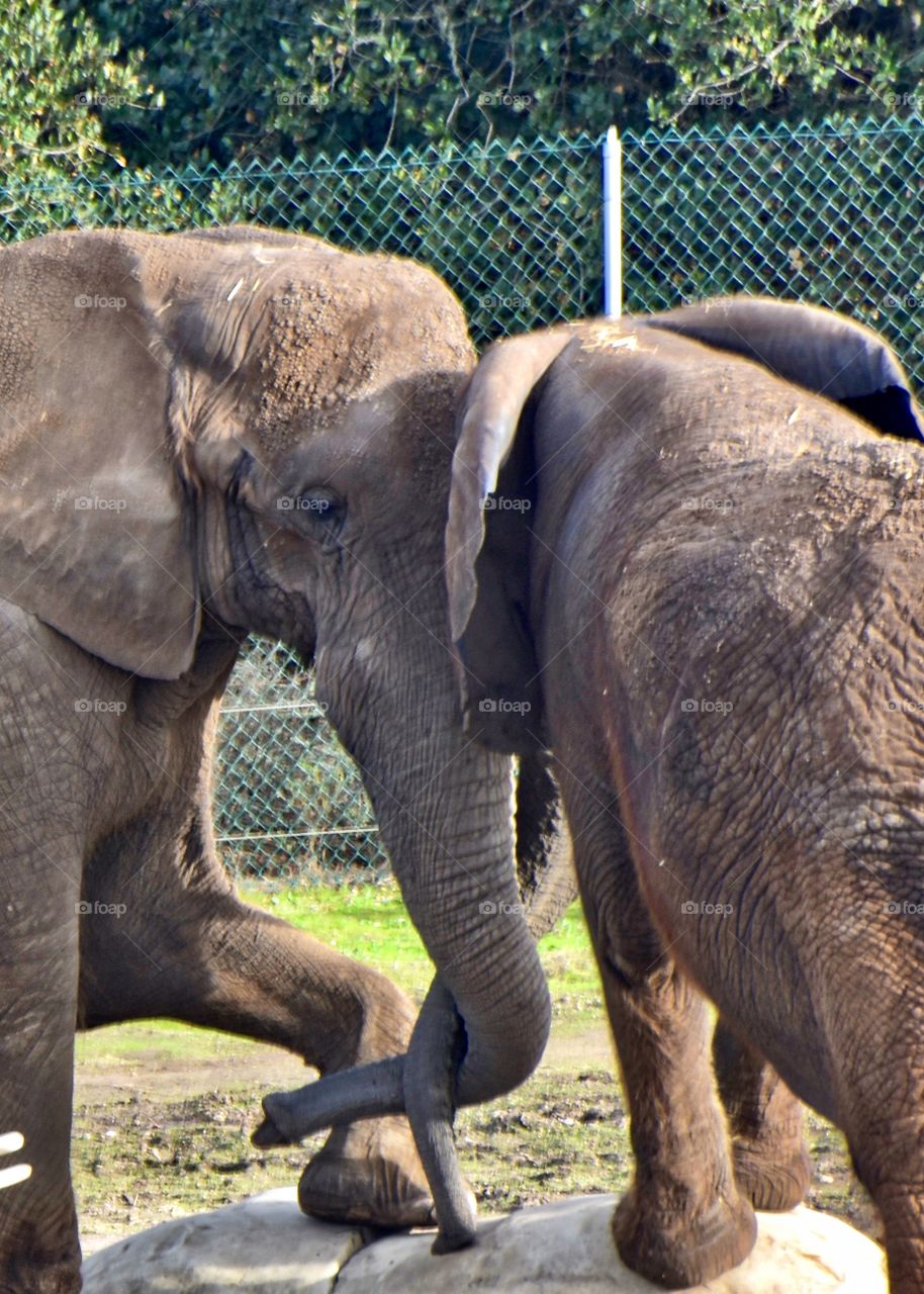Elephants locked trunks