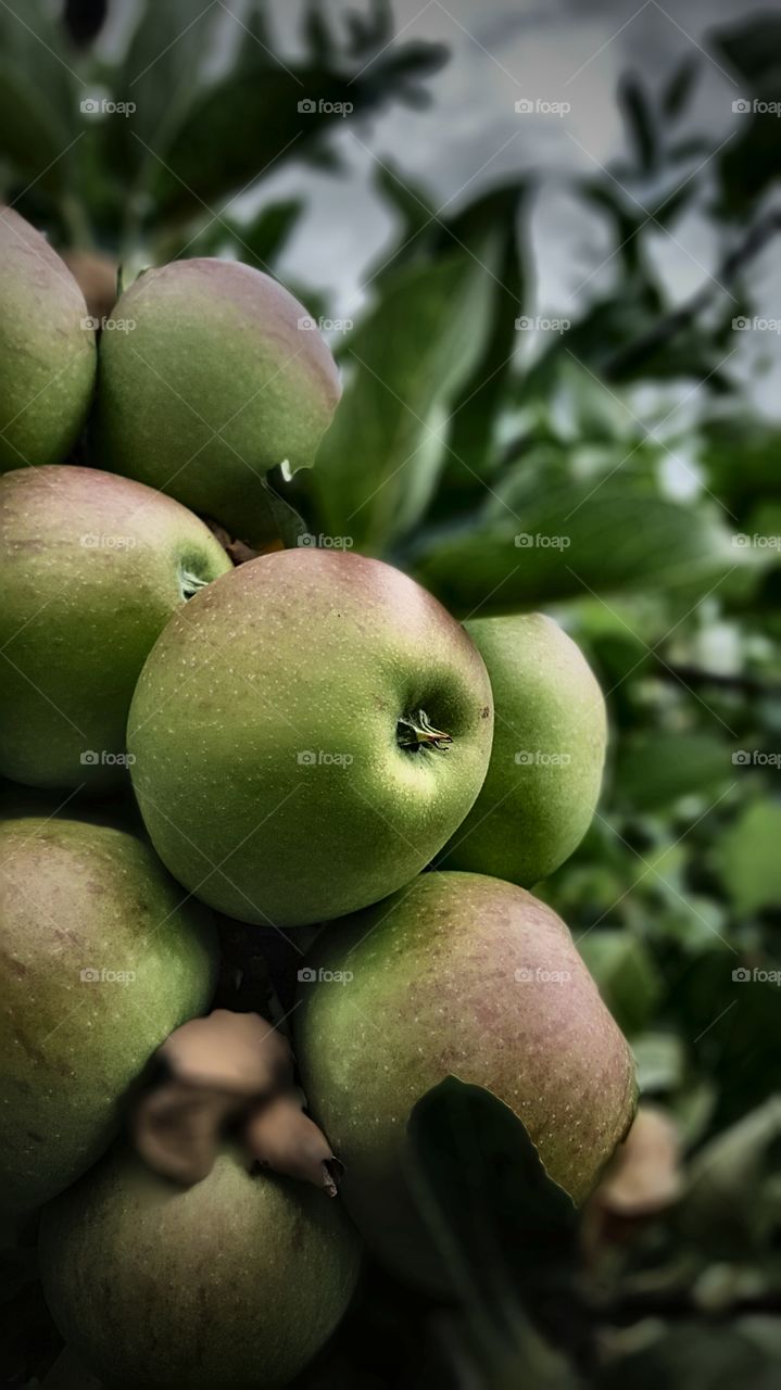 apples. reday for harvest