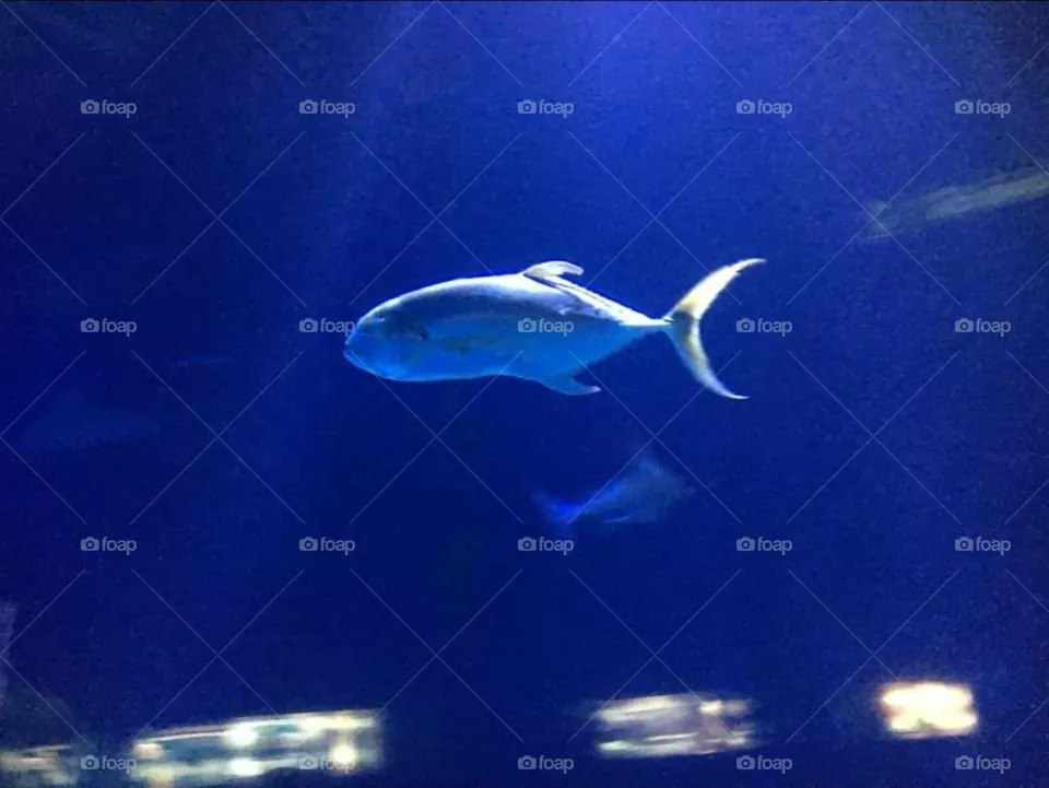 oceanografic