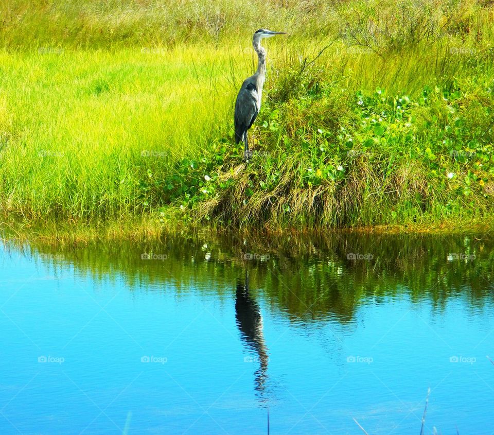 Reflection in the wetland