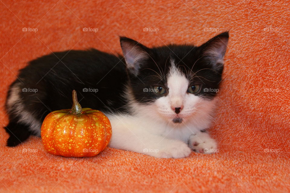Kitten at Halloween!