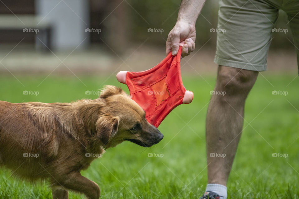 Playing Frisbee with a Dog