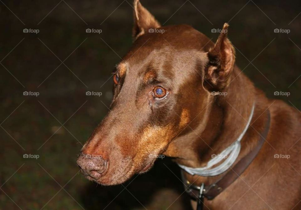 Dashing Dobie