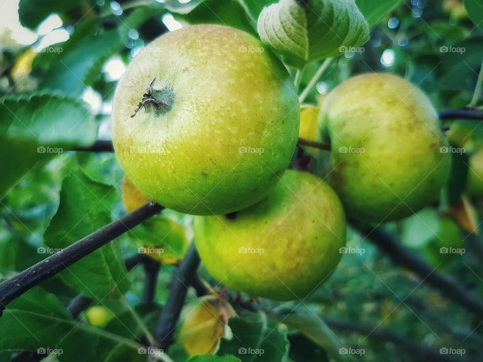 Apple garden