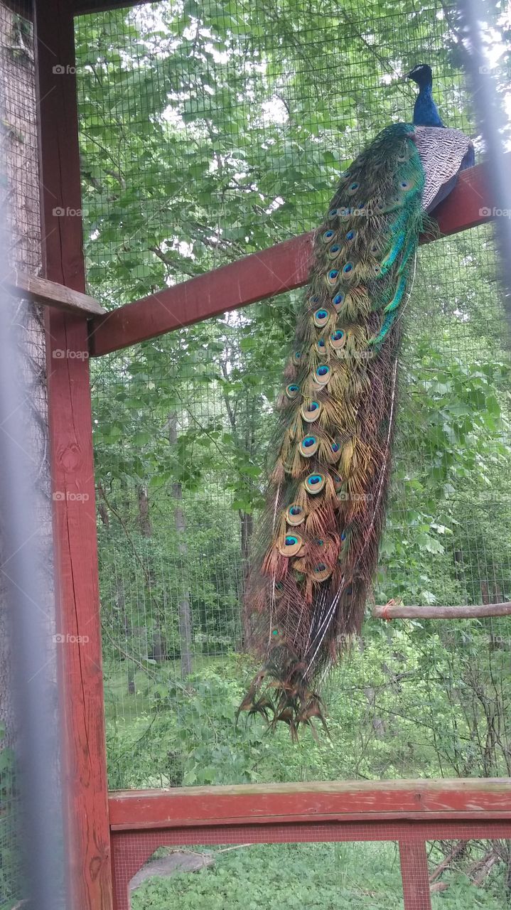 Colors of a peacock