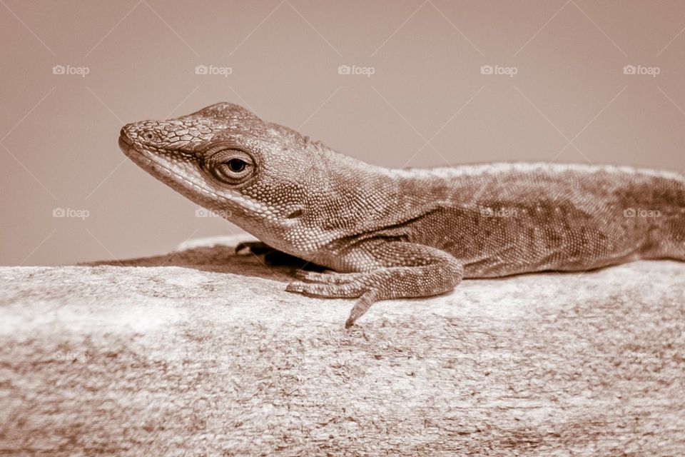 A sepia portrait of a darn handsome Carolina anole. Crowder Park, Apex, North Carolina. 