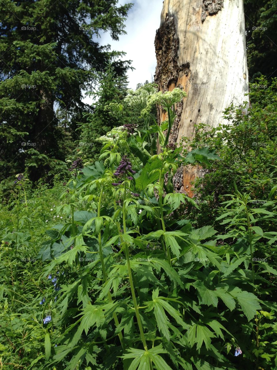 Alpine forest