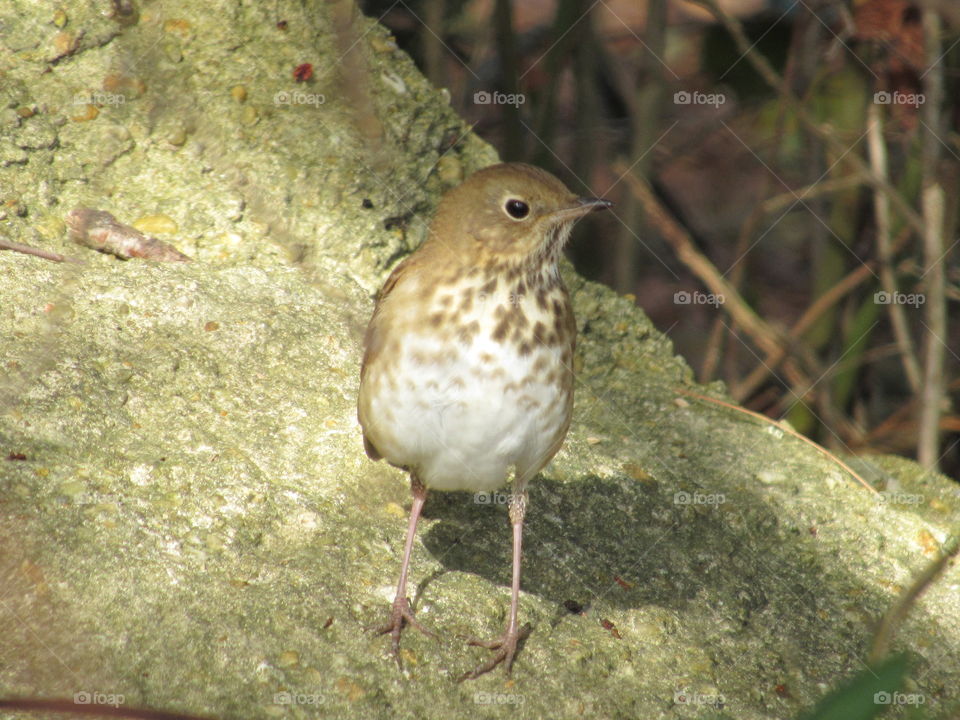 Hermit thrush foraging for food