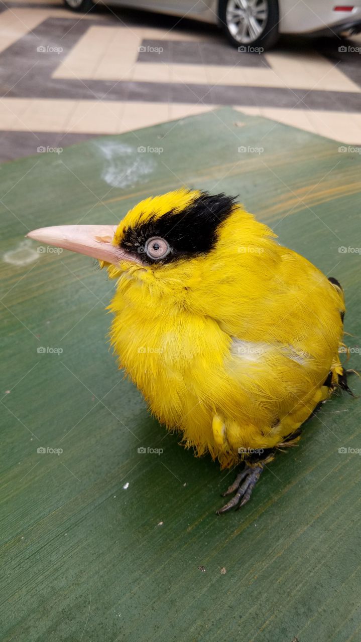 yellow bird