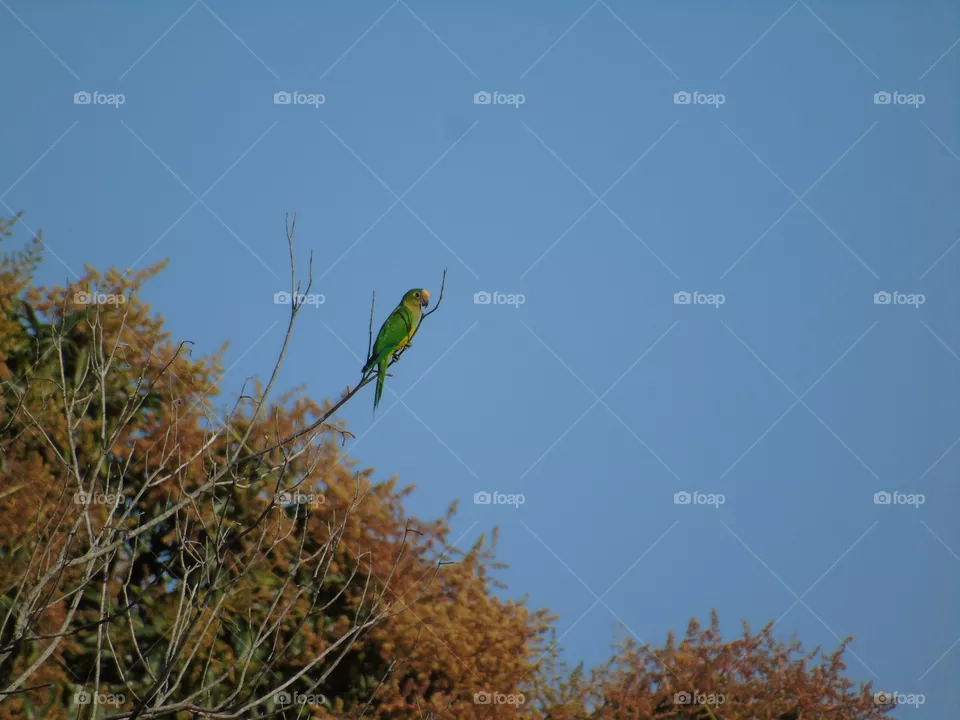 Birds