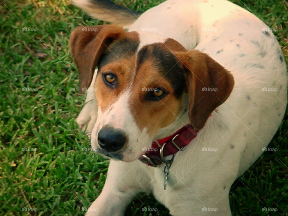 Dog in Grass