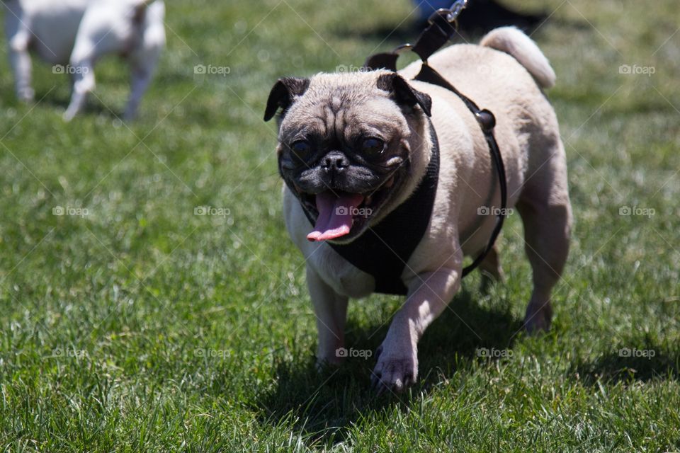 Pug on grassy field
