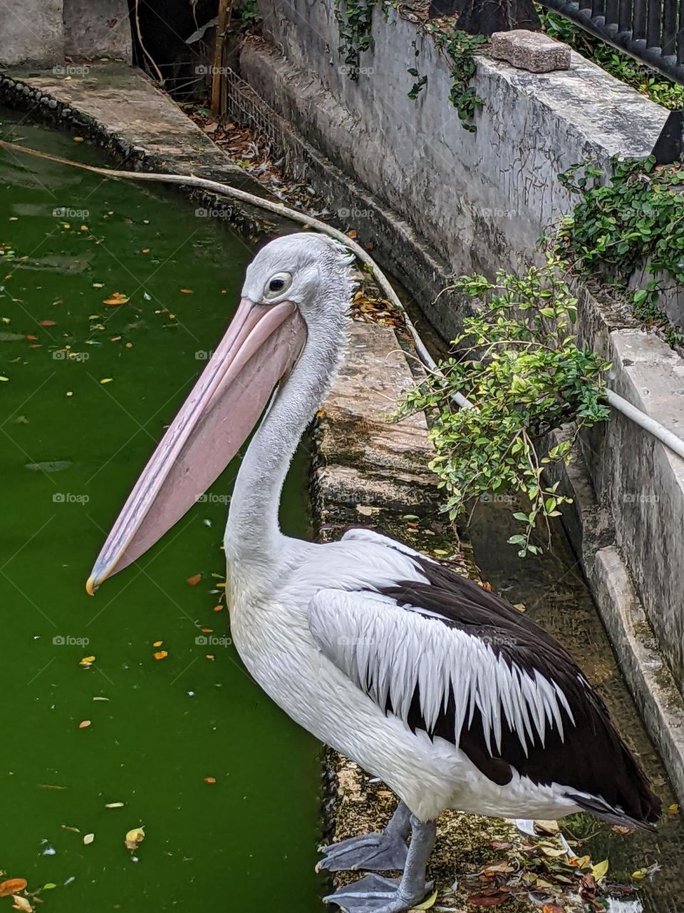 pelicans