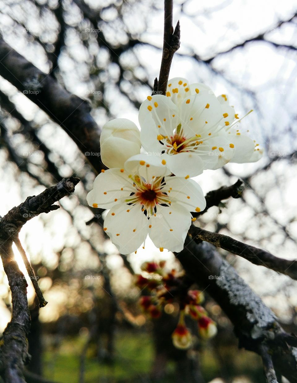 Mexican plum blossoms