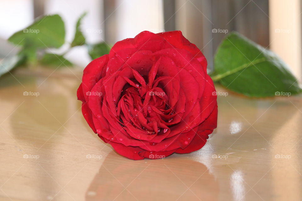 red rose flower, Dinesh Kumar