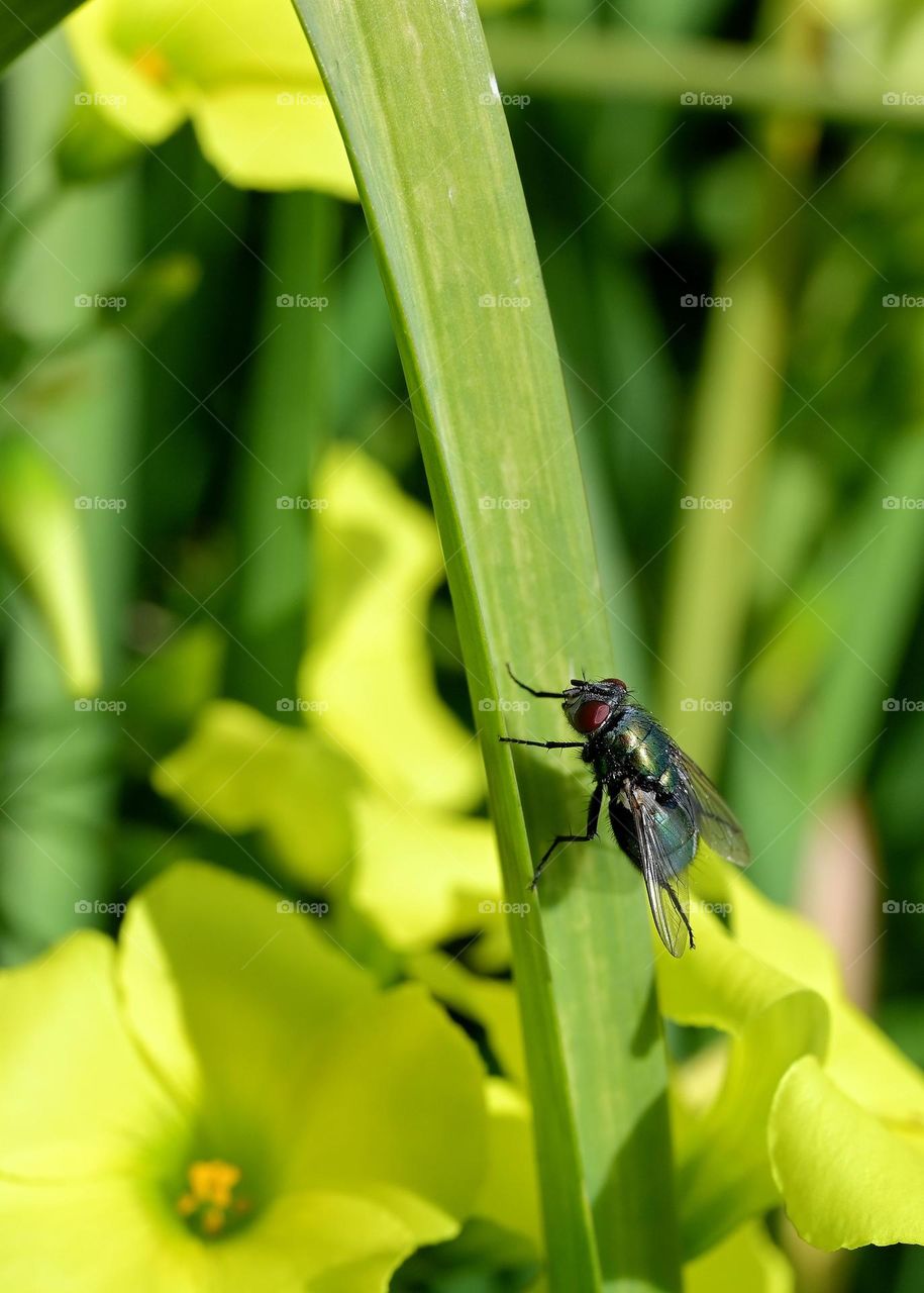 During this spring season flies starting to migrate, so now you can start seeing them everywhere. 