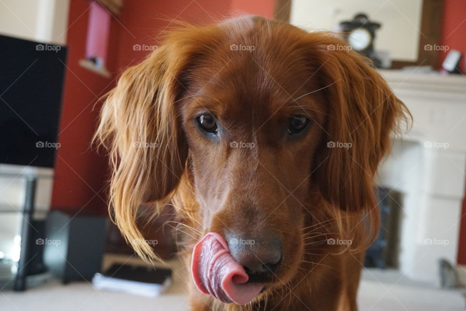 Quinn A Red Setter Licking His Lips