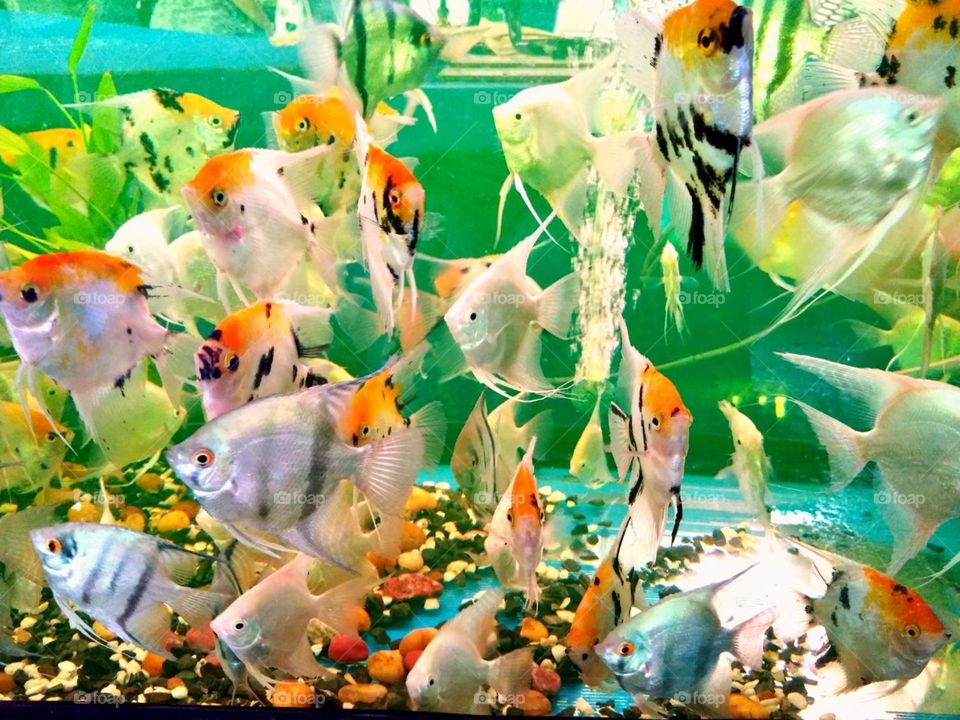Fish for sale in the tank.