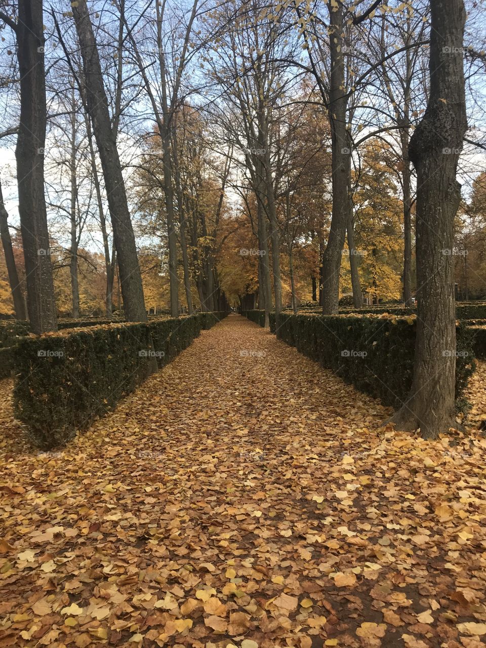 Camino otoñal lleno de hojas que en vez de un camino parece una alfombra. Magnífica mañana.  