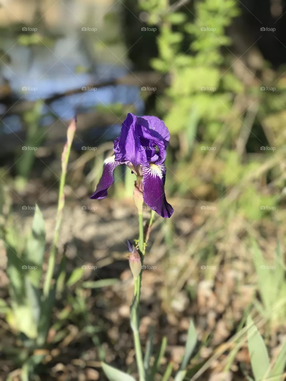 Iris plant