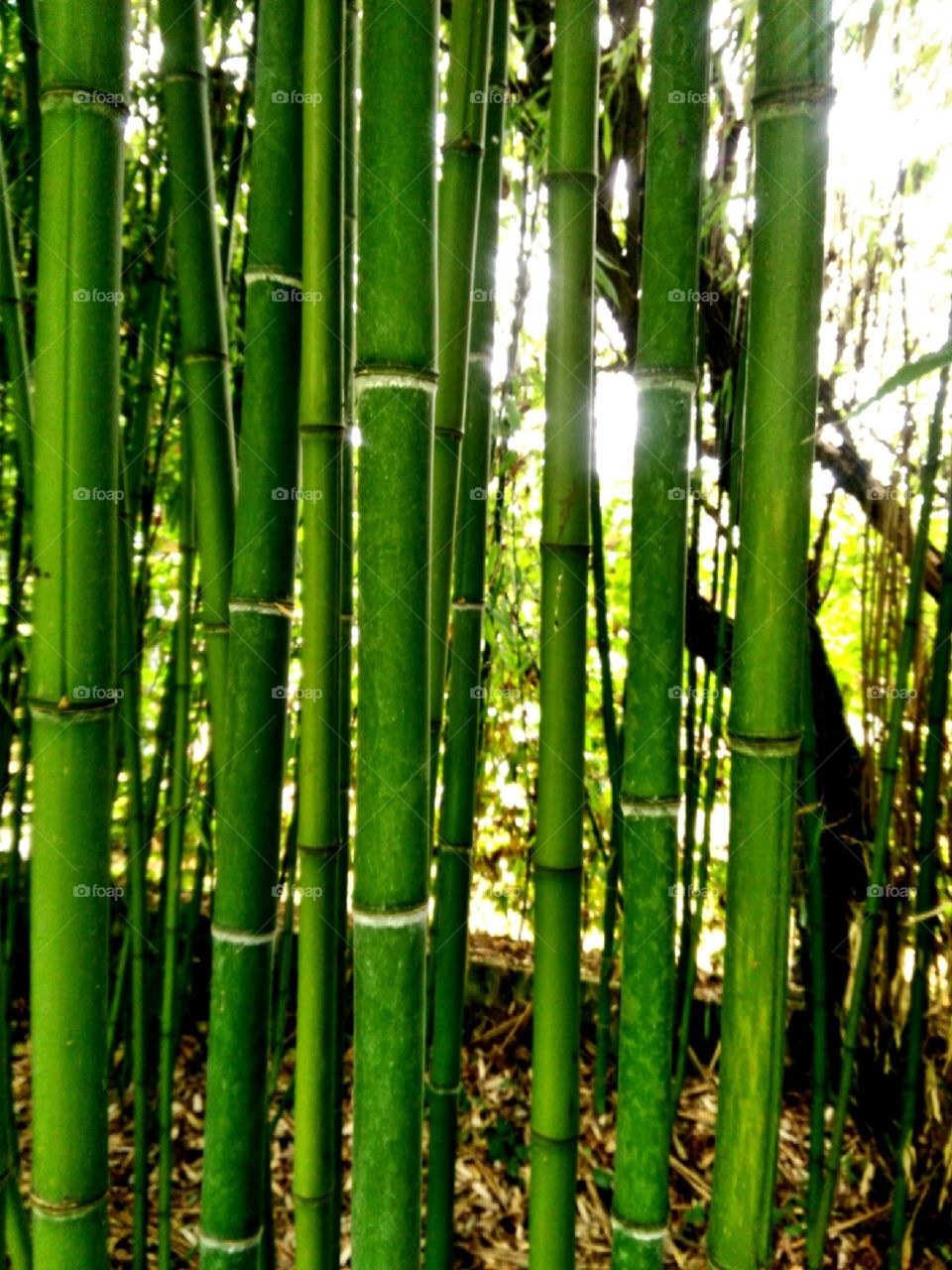 Bamboo
