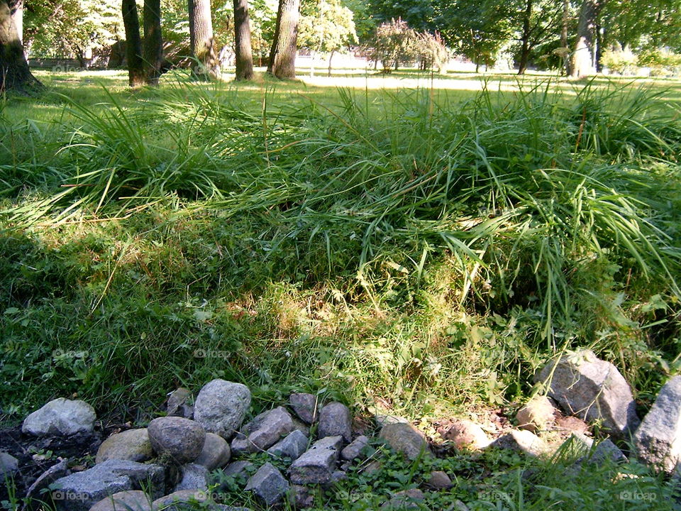 Rocks and Tall Grass in the Park