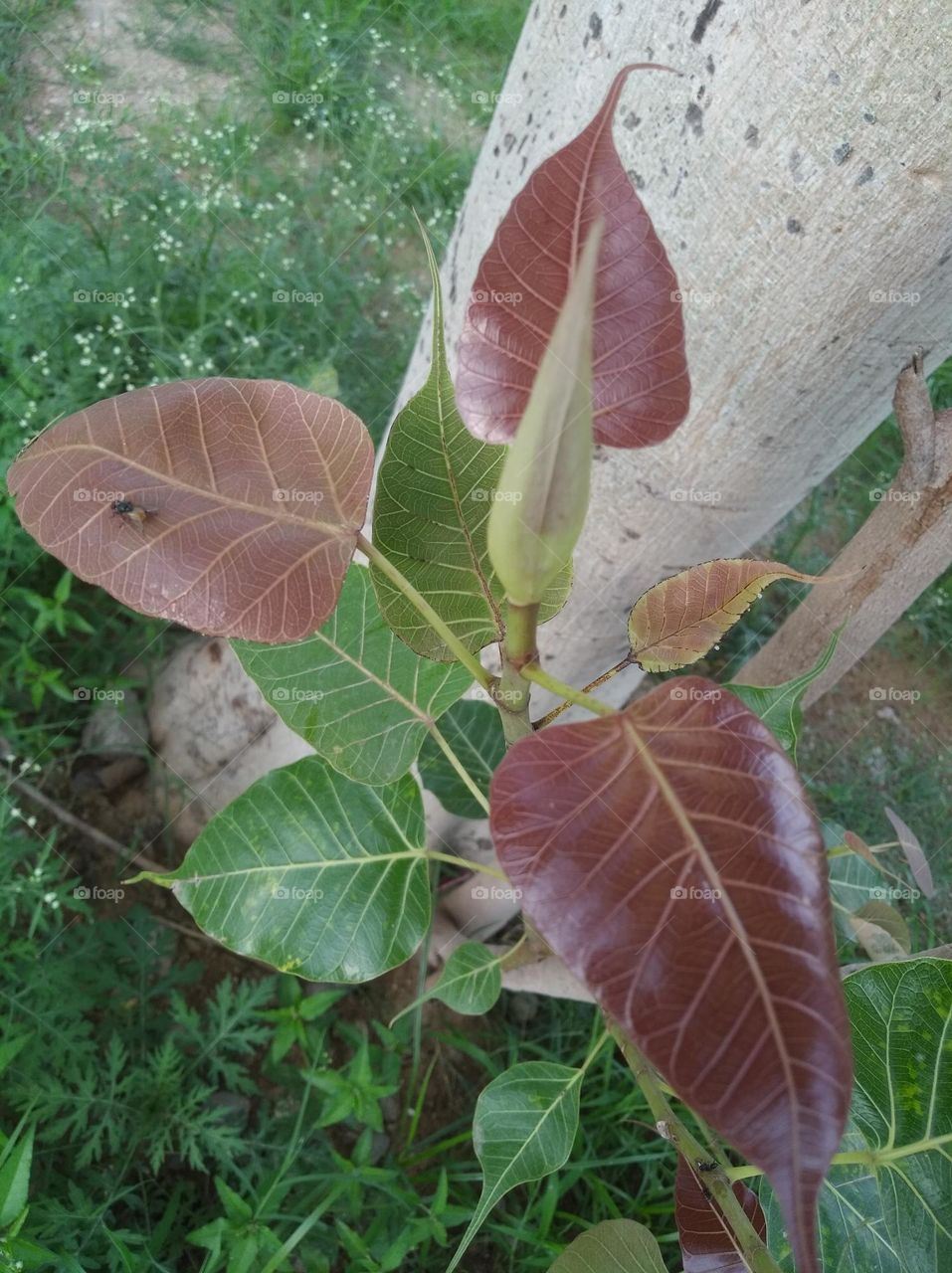 growing leaves small size shurb looks very beautiful generally found everywhere seasonal