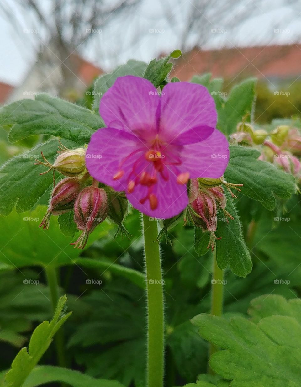 flower Blume lila Frühling