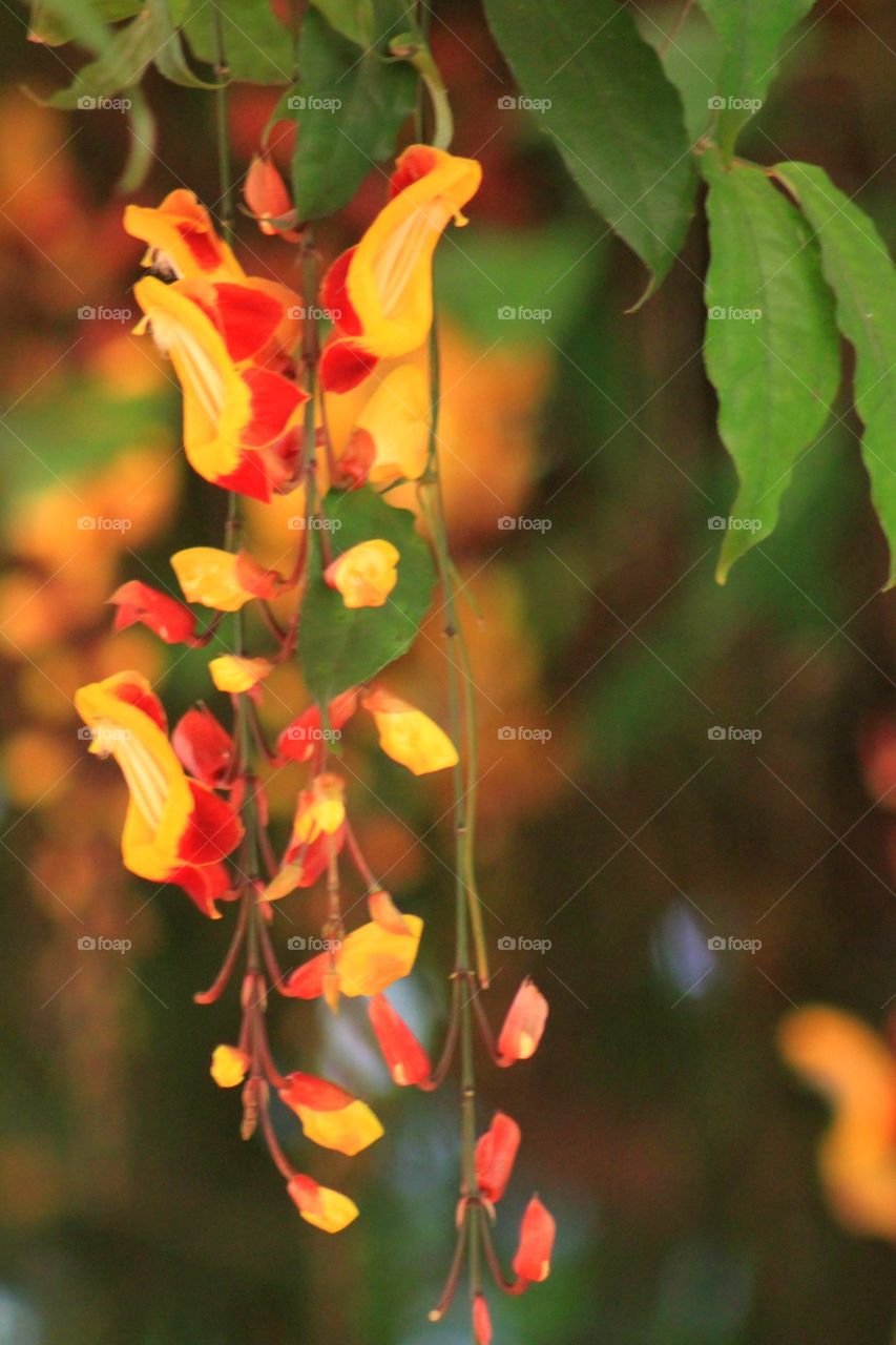 Tropical Beauty