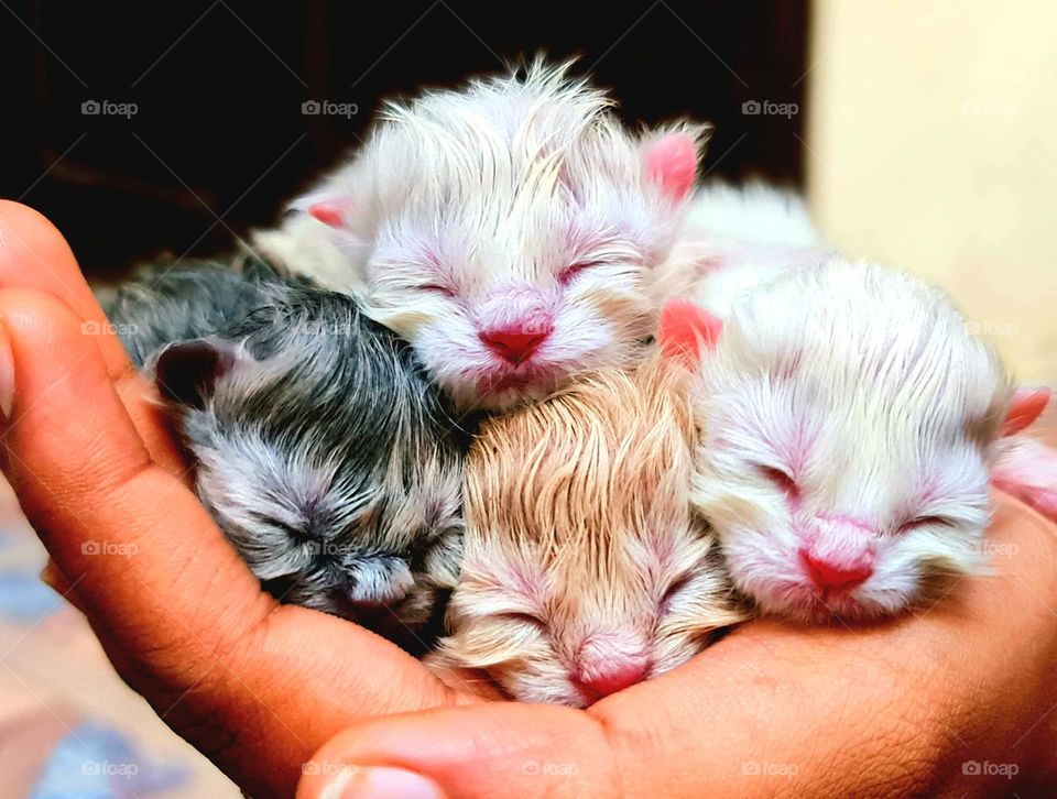 Your house will always be blessed with love , laughter, and friendship if you have a cat..