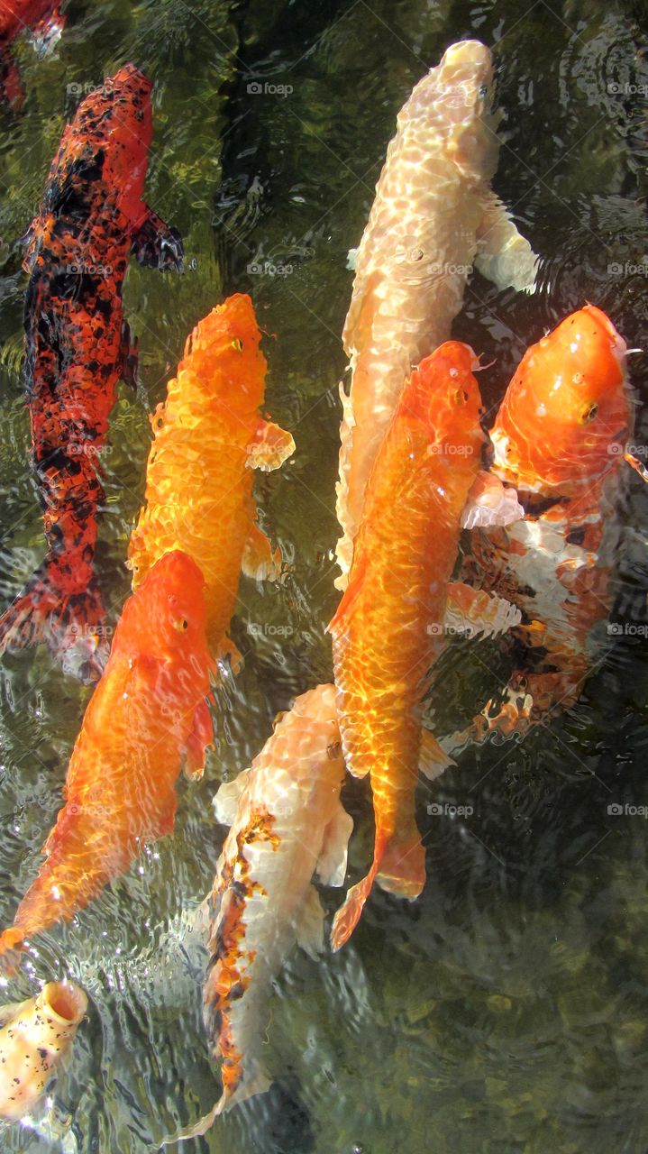 Gorgeous Koi fish