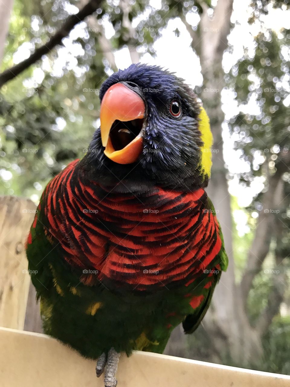 Playful lorikeet 