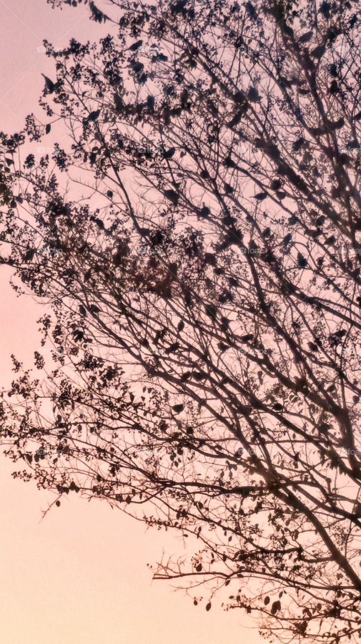 bunch of little birds in bare tree at sunset