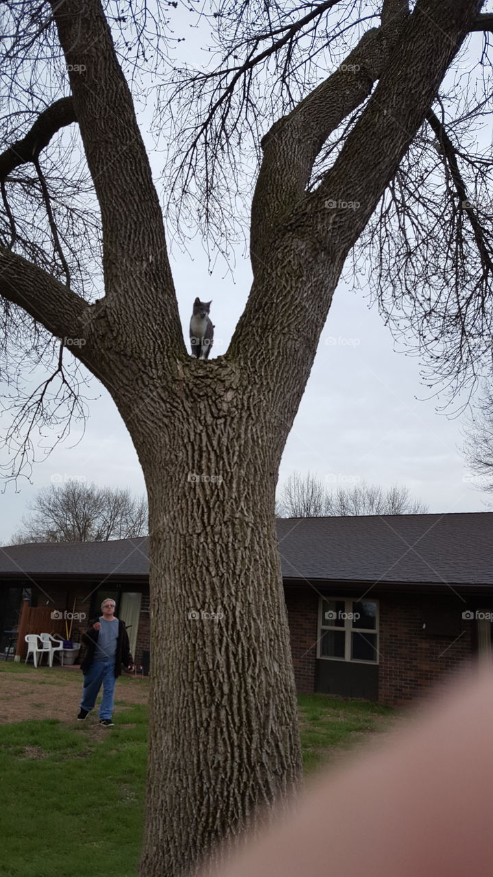 cat in a tree