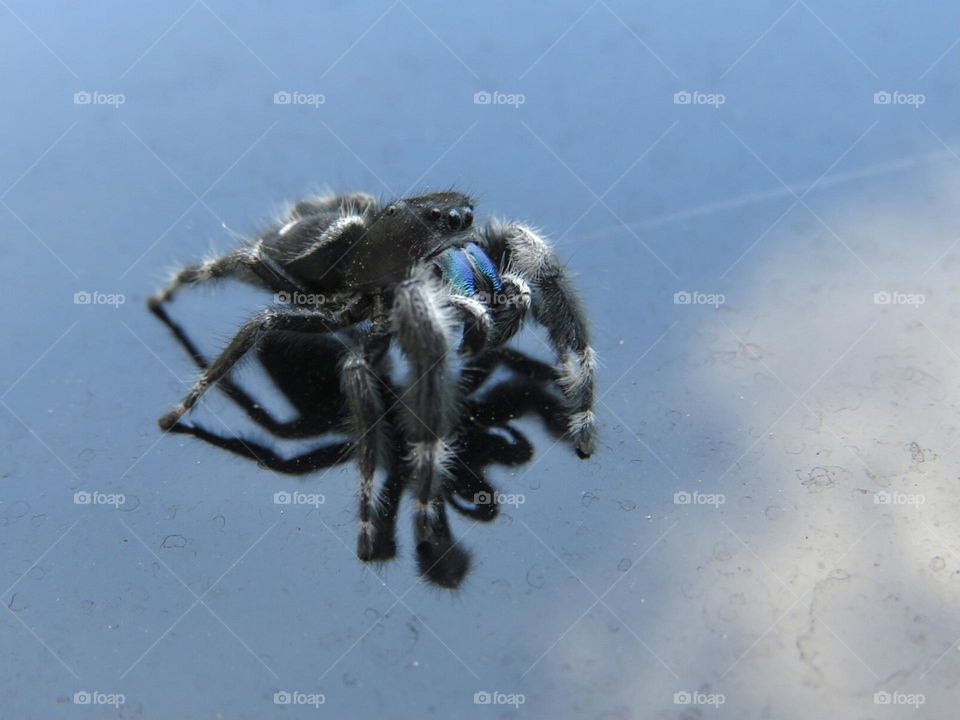 Close Up of a Bold Jumping Spider on a Reflective Surface