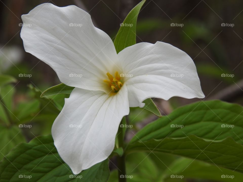 The power of three - great white trillium - the official flower of Ontario