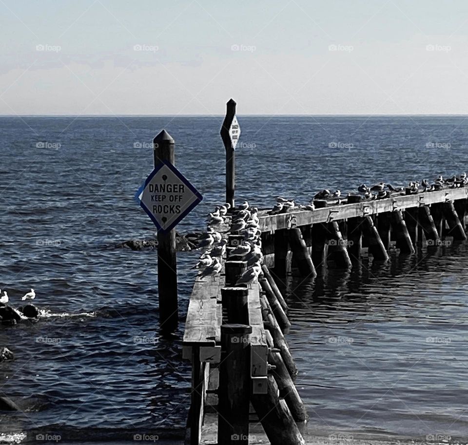 Seagulls on the Chesapeake 