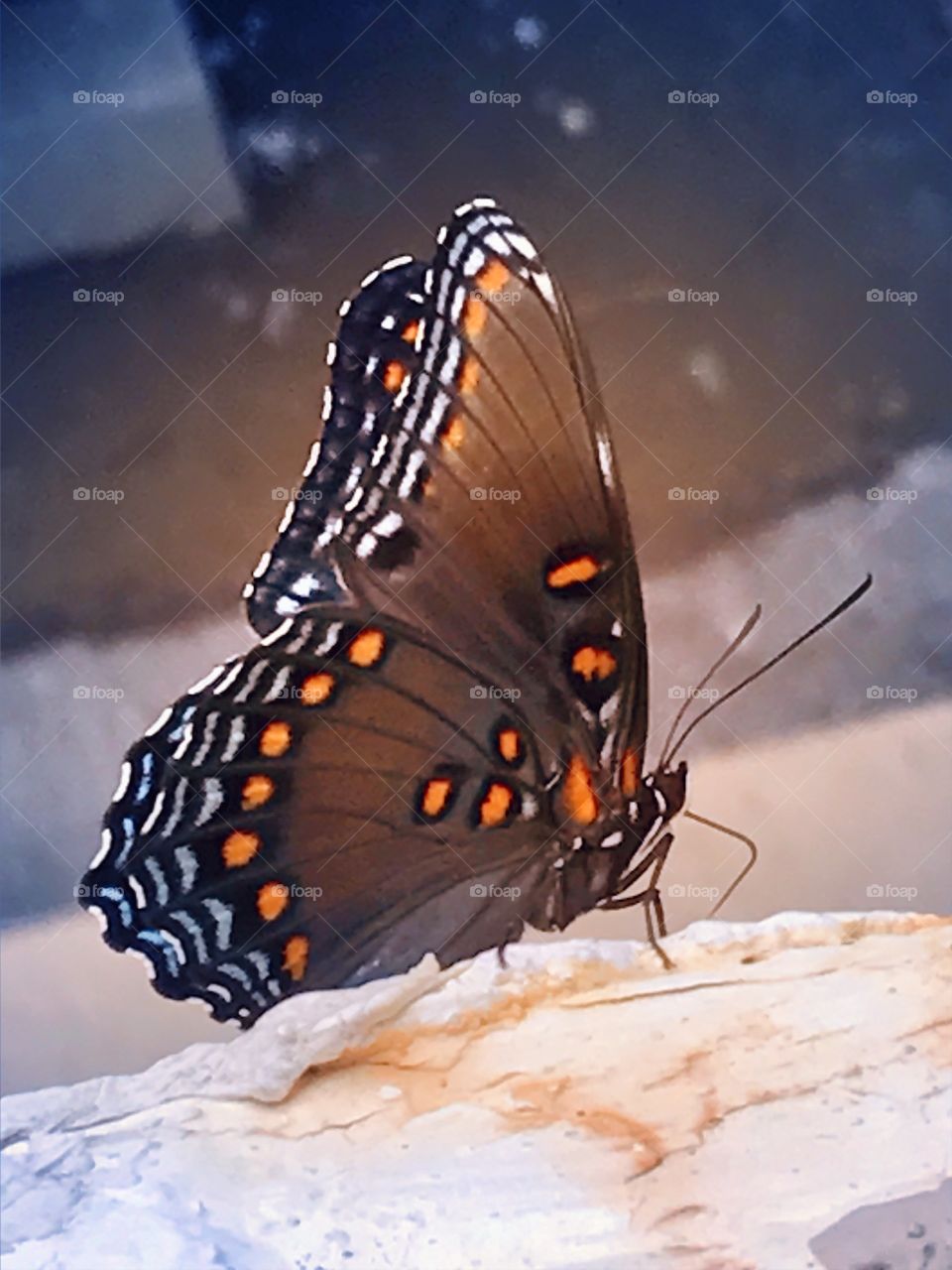 Butterfly wings 