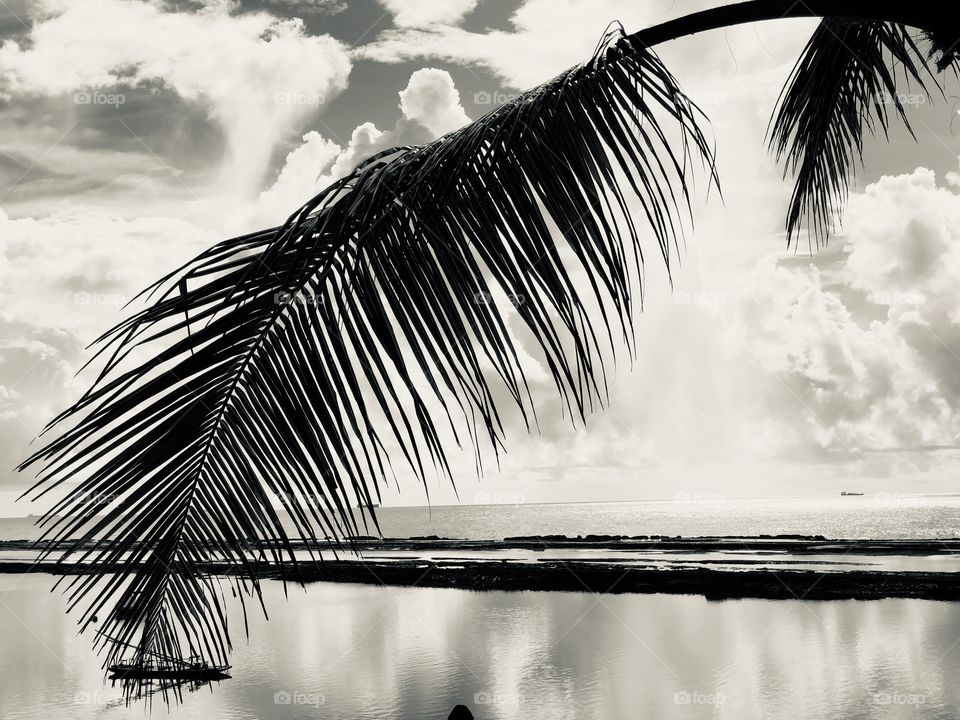 Palm and sky