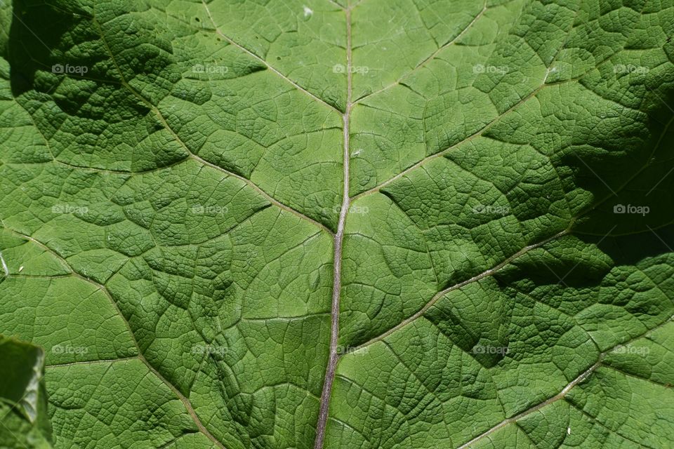 Green leaf close up texture abstract 