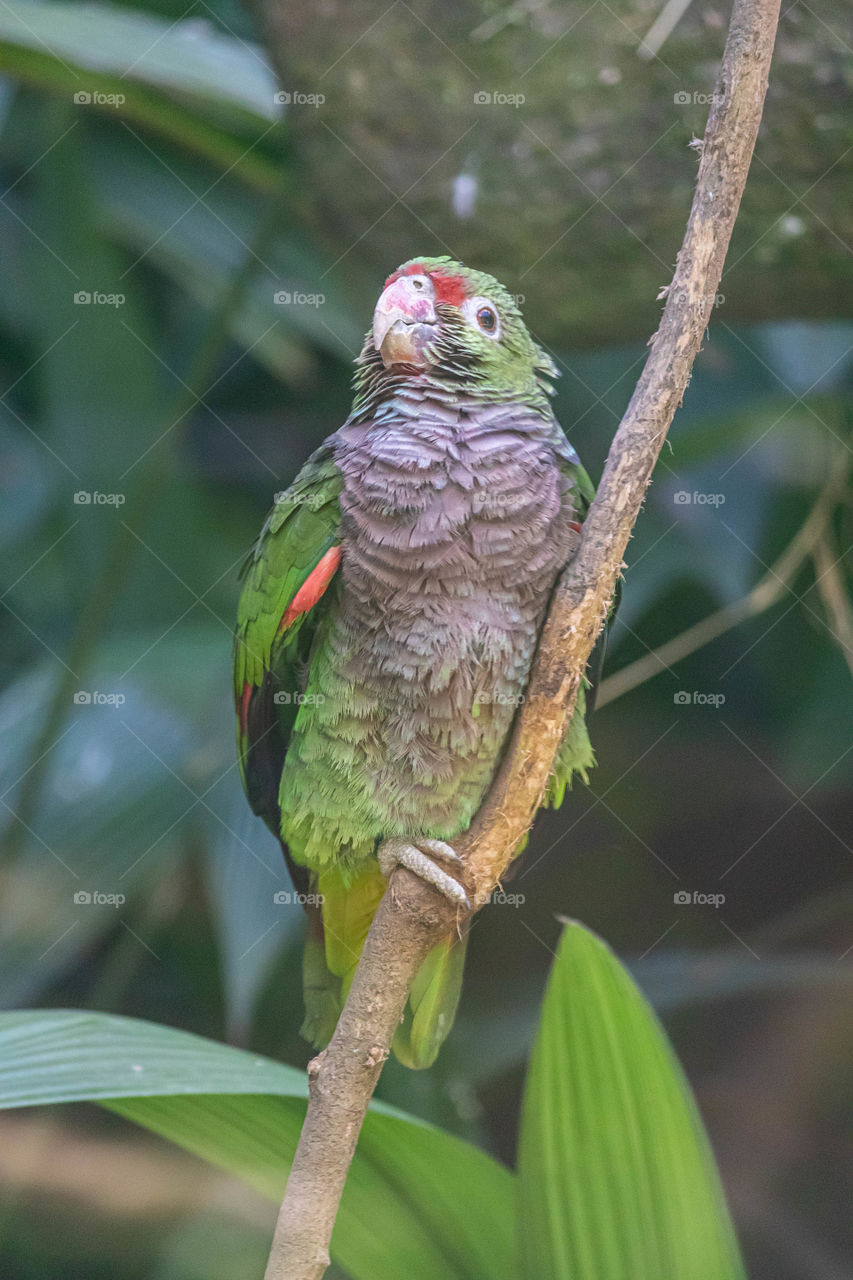 Brazilian parrot sad to be trapped