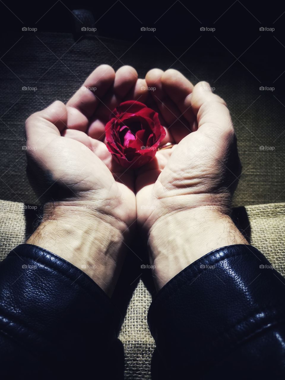 Red rose in human hands