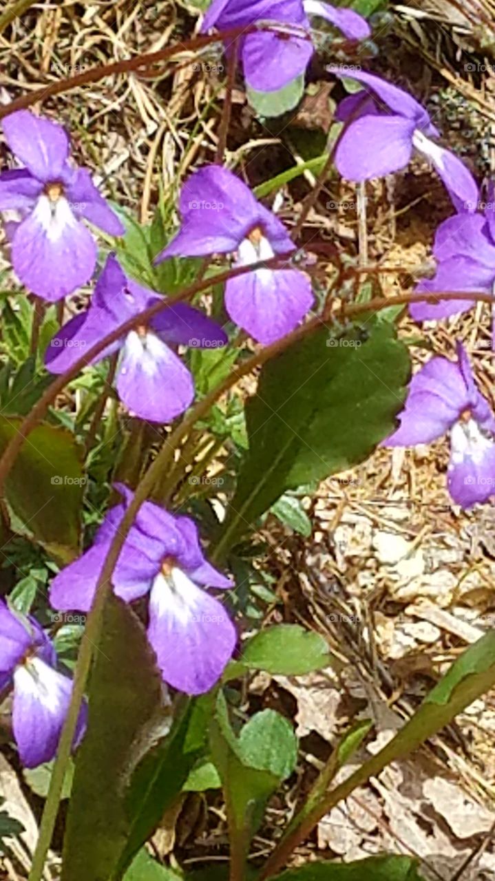 violets