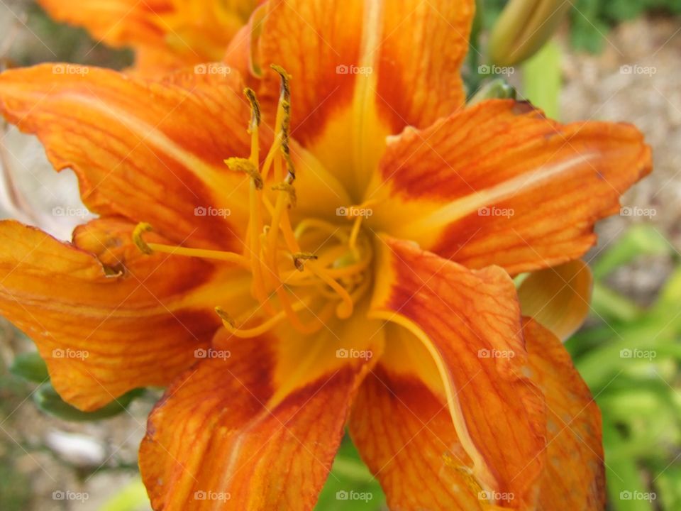 Daylily