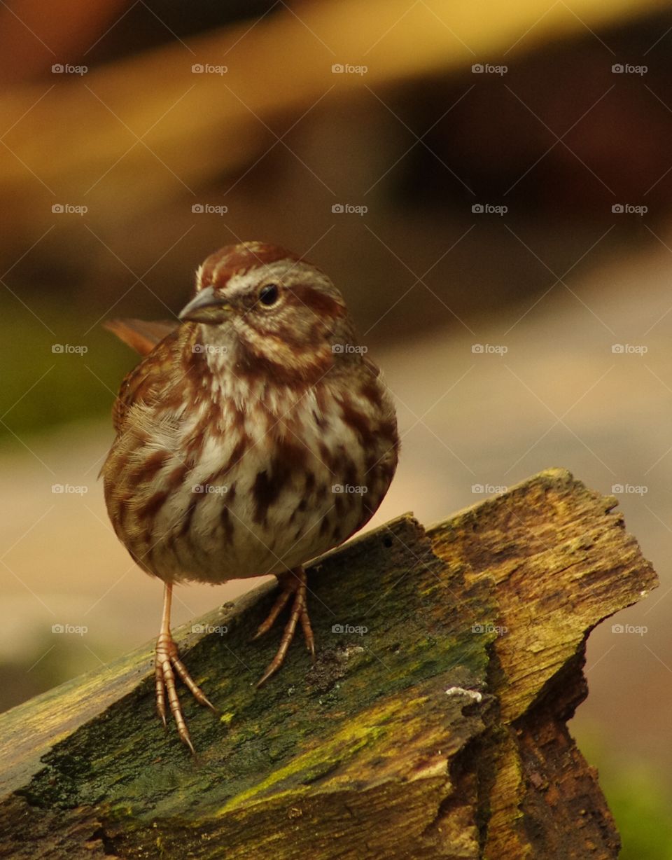 Exterior daylight.  Surrey, BC, CA.  Campbell Valley Regional Park.  Closeup.  A song sparrow  stands on a mossy log.