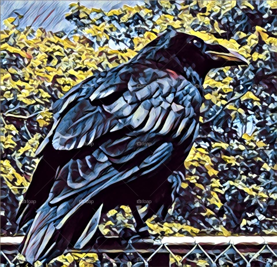 Tower of London, London UK.  A raven, denizen of the castle perches on a fence.