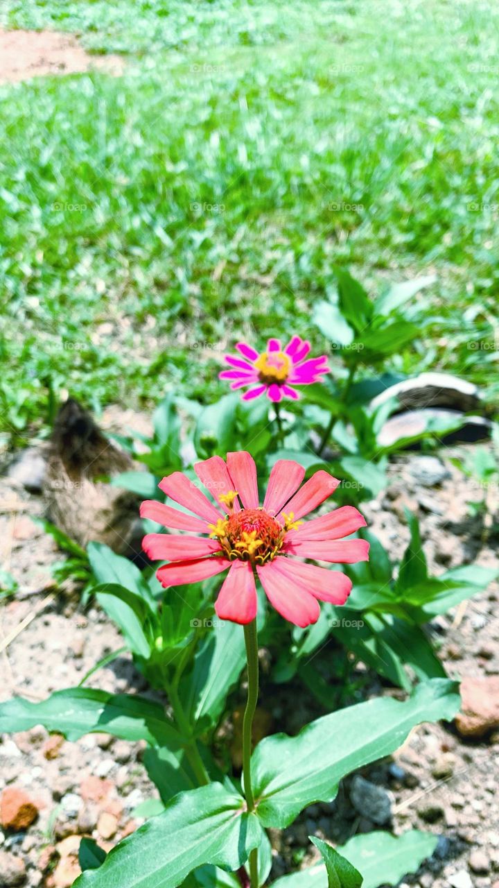 zinnia flowers blooming in my garden