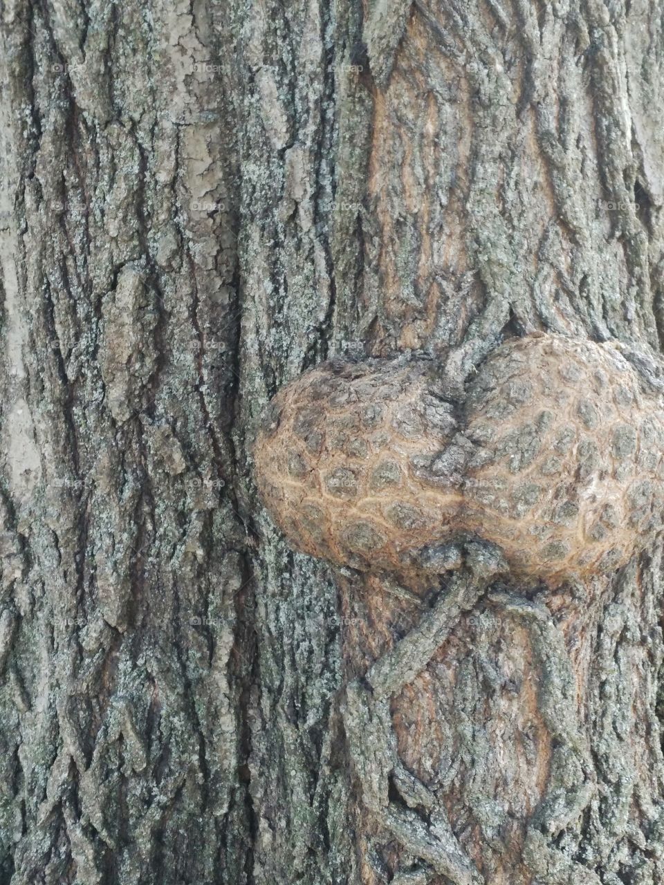tree butt